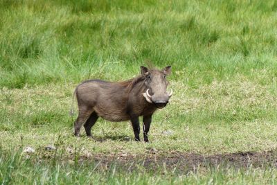 Warthog_P1030011.jpg