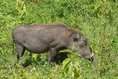 Warthog_P1030136.jpg
