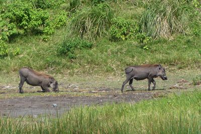 Warthog_P1030222.jpg