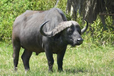Cape Buffalo_P1030127.jpg
