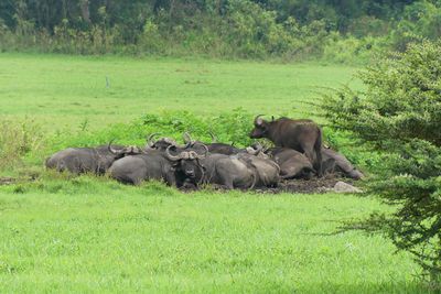 Cape Buffalo_P1020705.jpg