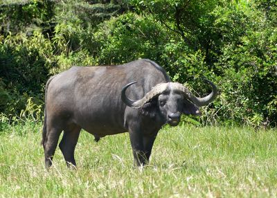 Cape Buffalo_P1030112.jpg
