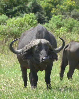 Cape Buffalo_P1030129.jpg