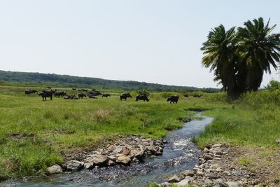 Cape Buffalo_P1030131.jpg