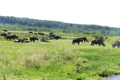Cape Buffalo_P1030132.jpg