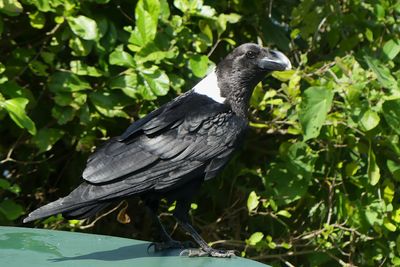 White-necked Raven_P1030193.jpg