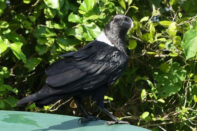 White-necked Raven_P1030194.jpg