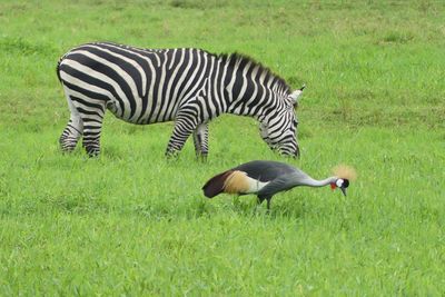 Plains Zebra_Grey-crowned Crane_P1020690.jpg