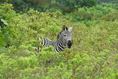 Plains Zebra_P1020678.jpg