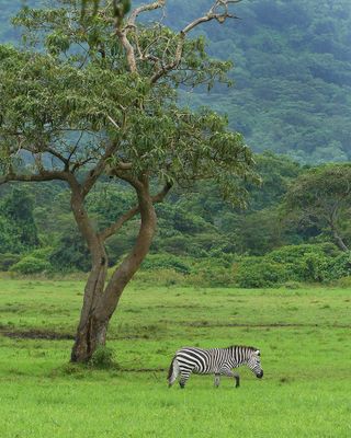 Plains Zebra_P1020688.jpg