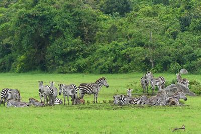 Plains Zebra_P1020702.jpg