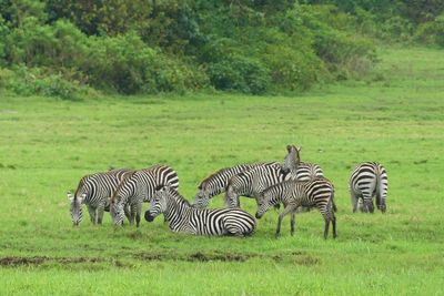 Plains Zebra_P1020707.jpg