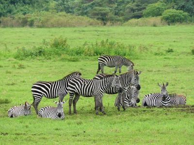 Plains Zebra_P1020716.jpg