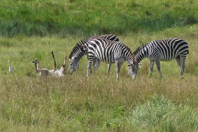 Plains Zebra & Western Cattle Egret_P1030254.jpg