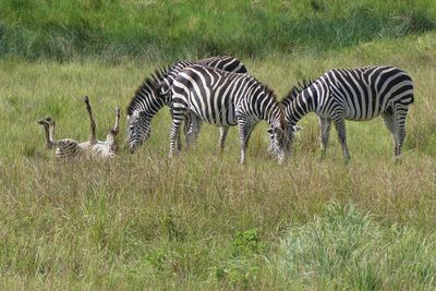 Plains Zebra_P1030254Rev.jpg