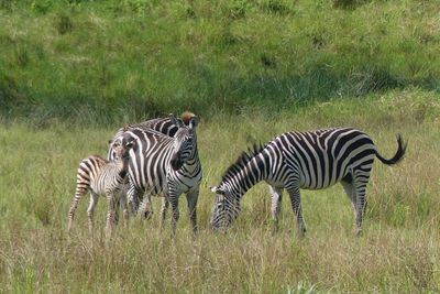 Plains Zebra_P1030256.jpg