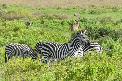 Plains Zebra_P1030300.jpg