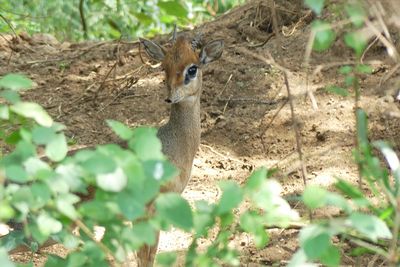 Dik Dik_P1030461.jpg
