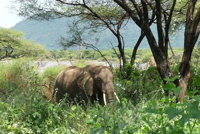 African Elephant_P1030397.jpg