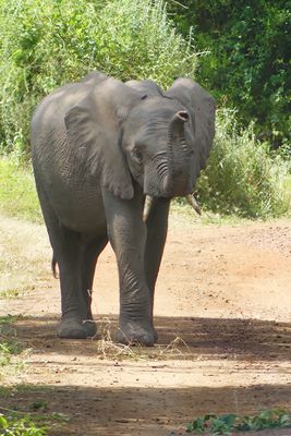 African Elephant_P1030395.jpg