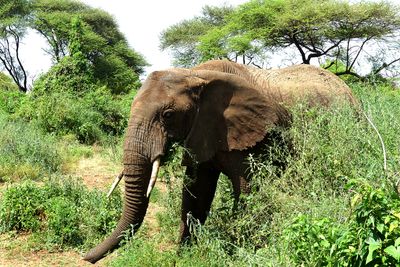 African Elephant_P1030410.jpg