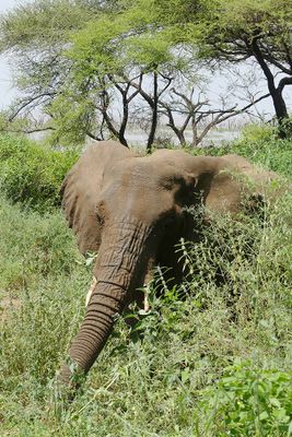 African Elephant_P1030425.jpg