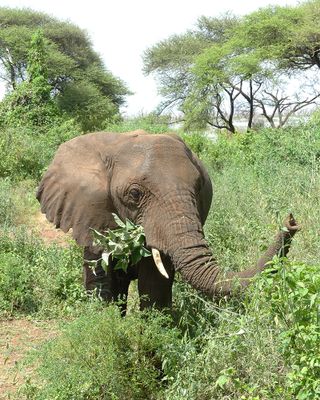 African Elephant_P1030433.jpg