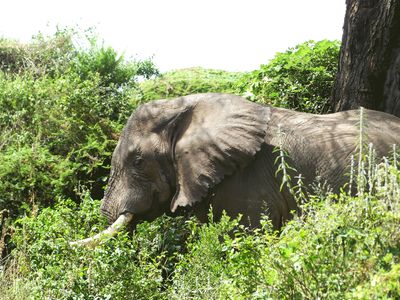 African Elephant_P1030534.jpg