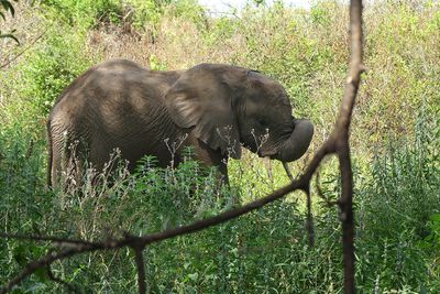 African Elepjant_P1030376.jpg