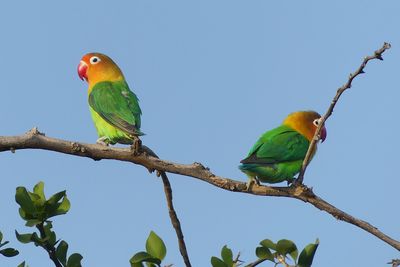 Fischer's Lovebirds_P1030612.jpg