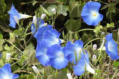 Flowers_P1030316.jpg