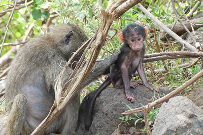 Olive Baboon_P1030321.jpg