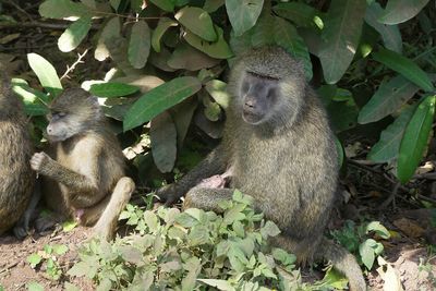 Olive Baboon_P1030554.jpg