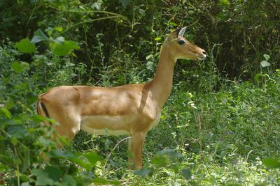 Impala_P1030479.jpg