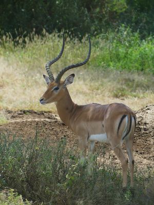Impala_P1030495.jpg
