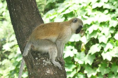 Vervet Monkey_P1030337.jpg