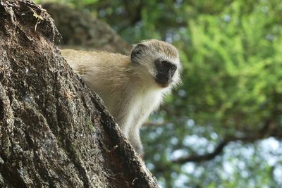 Vervet Monkey_P1030342.jpg
