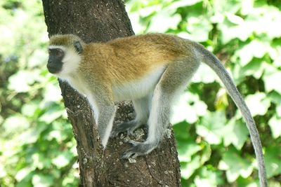Vervet Monkey_P1030355.jpg