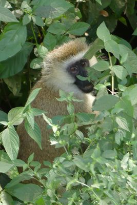 Vervet Monkey_P1030473.jpg