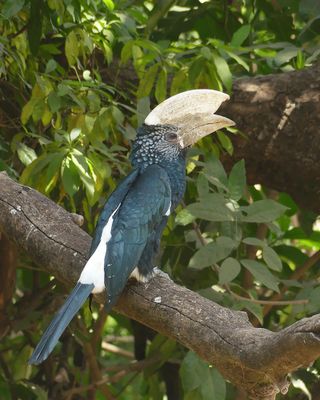 Silvery-checked Hornbill_P1030574.jpg