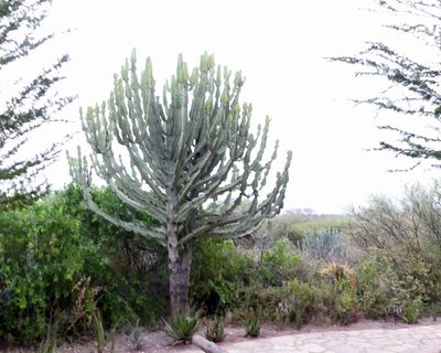 Hadza_P1030696.jpg