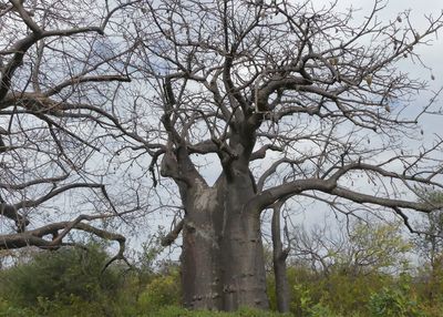 Hadza_P1030748.jpg