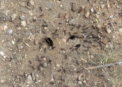 Hadza_P1030760.jpg