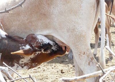 Hadza_P1030788.jpg