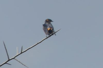 African Red-rumped Swallow_P1030872.jpg