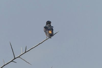 African Red-rumped Swallow_P1030873.jpg