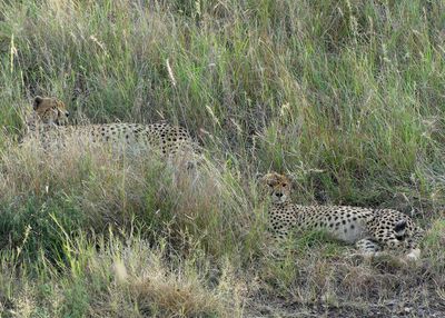Cheetah_P1040156.jpg