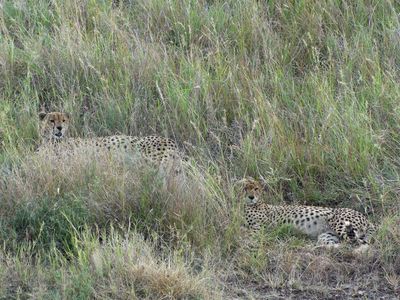 Cheetah_P1040174.jpg