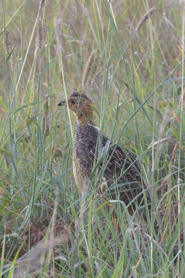 Crested Francolin_P1040272.jpg