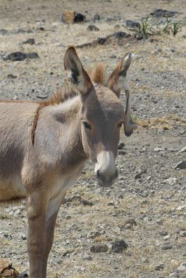 Donkey_P1030858.jpg